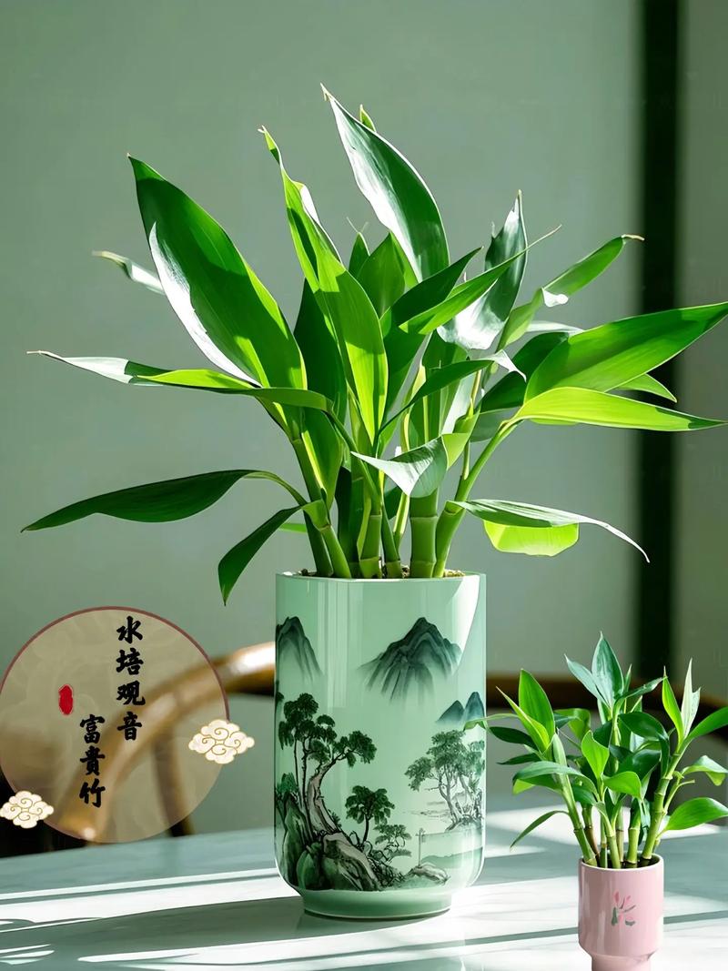 五指富贵竹水培怎么操作？-第2张图片-吾爱花网