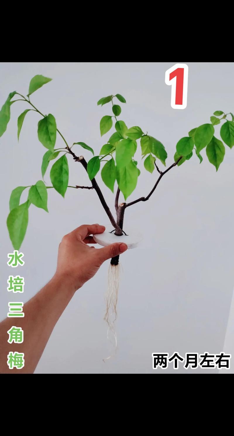 三角梅水培繁殖可行吗?-第1张图片-吾爱花网 三角梅水培繁殖可行吗?-第1张图片-吾爱花网