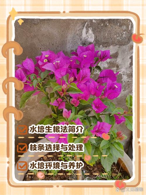 三角梅水培繁殖可行吗?-第2张图片-吾爱花网 三角梅水培繁殖可行吗?-第2张图片-吾爱花网