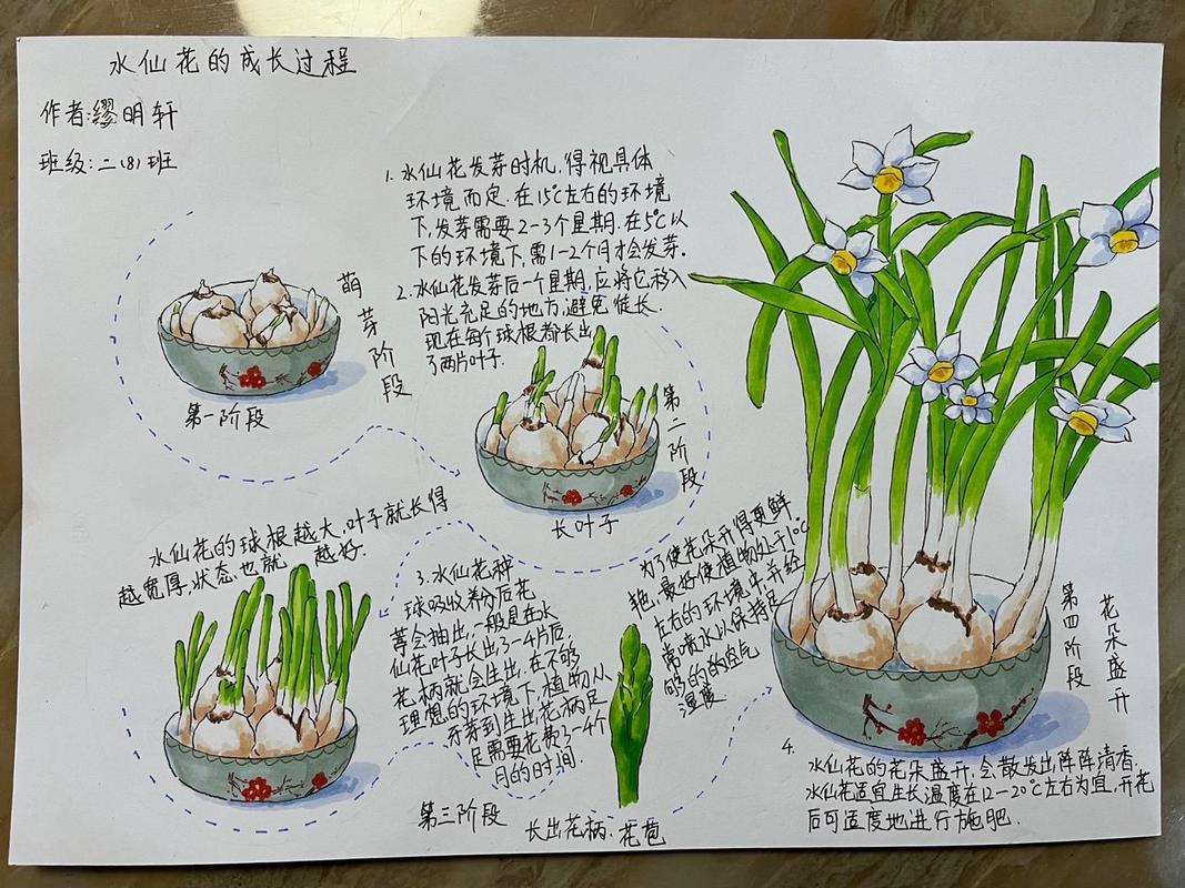 水培水仙花几天能长根?-第3张图片-吾爱花网 水培水仙花几天能长根?-第3张图片-吾爱花网