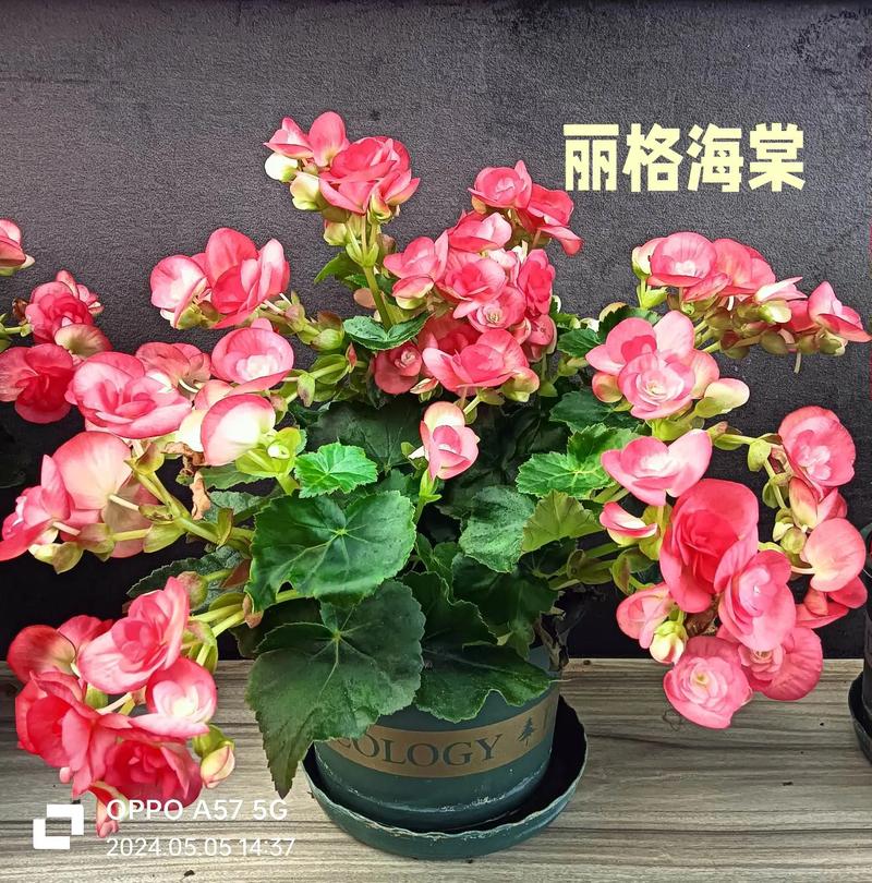 水培四季海棠花怎么养?图片里有答案吗?-第3张图片-吾爱花网 水培四季海棠花怎么养?图片里有答案吗?-第3张图片-吾爱花网