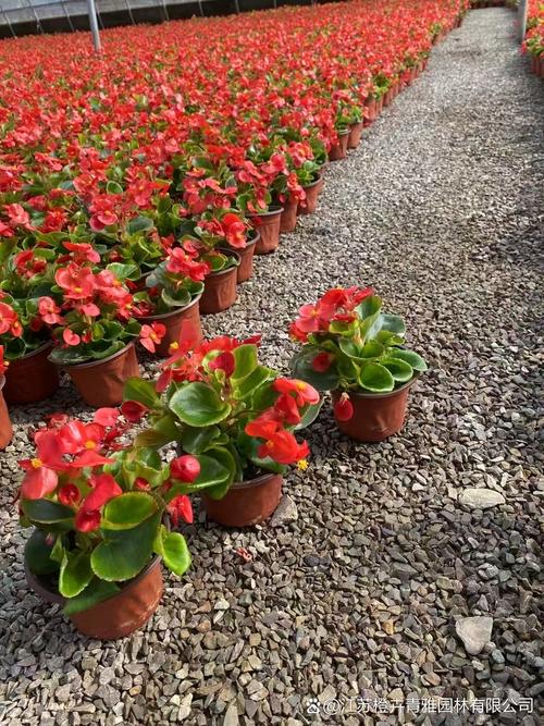 水培四季海棠花怎么养?图片里有答案吗?-第2张图片-吾爱花网 水培四季海棠花怎么养?图片里有答案吗?-第2张图片-吾爱花网