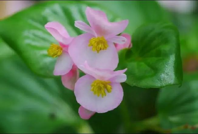 水培四季海棠花怎么养?图片里有答案吗?-第1张图片-吾爱花网 水培四季海棠花怎么养?图片里有答案吗?-第1张图片-吾爱花网