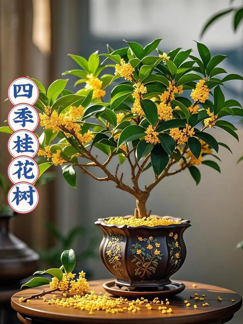 桂花盆栽冬天该不该施肥？-第3张图片-吾爱花网