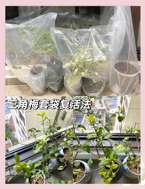 三角梅水培为何难生根?-第2张图片-吾爱花网 三角梅水培为何难生根?-第2张图片-吾爱花网