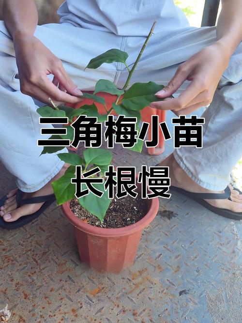 三角梅水培为何难生根?-第1张图片-吾爱花网 三角梅水培为何难生根?-第1张图片-吾爱花网