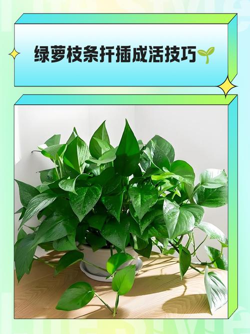 水培绿萝剪掉一根会影响生长吗?-第3张图片-吾爱花网 水培绿萝剪掉一根会影响生长吗?-第3张图片-吾爱花网