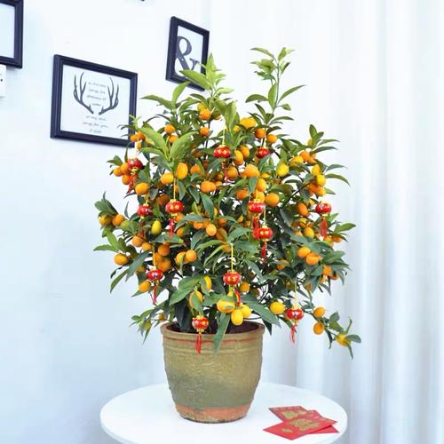 金桔盆栽哪个品种最好？-第3张图片-吾爱花网