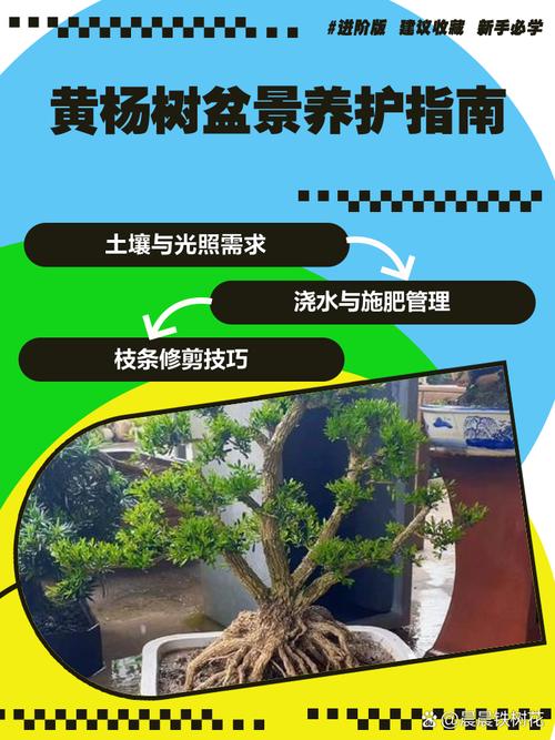 盆栽养护维护有何关键技巧?-第2张图片-吾爱花网 盆栽养护维护有何关键技巧?-第2张图片-吾爱花网