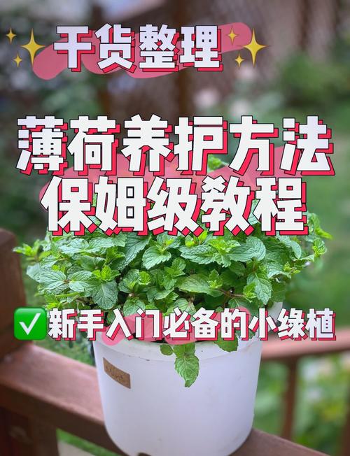 盆栽养护维护有何关键技巧?-第3张图片-吾爱花网 盆栽养护维护有何关键技巧?-第3张图片-吾爱花网