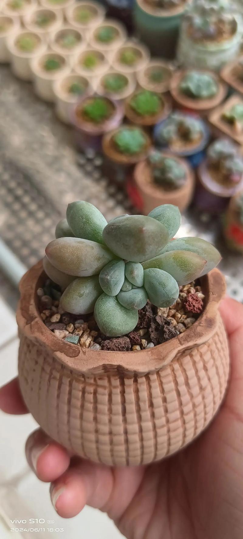 阴室内多肉怎么晒不死?-第2张图片-吾爱花网 阴室内多肉怎么晒不死?-第2张图片-吾爱花网