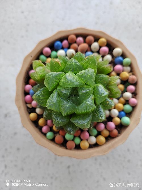 阴室内多肉怎么晒不死?-第1张图片-吾爱花网 阴室内多肉怎么晒不死?-第1张图片-吾爱花网