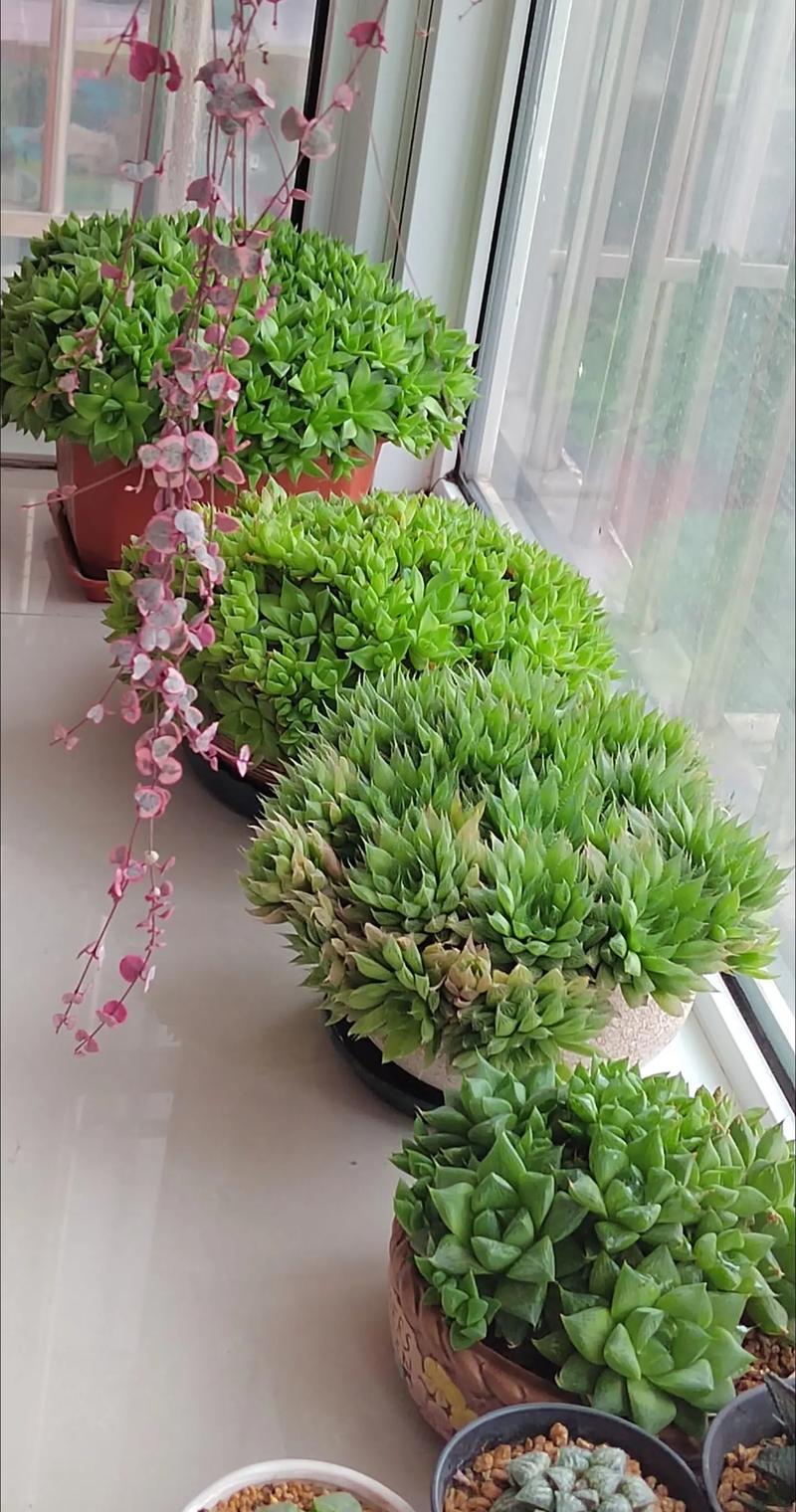 玉露病态?养护透亮的关键是什么?-第1张图片-吾爱花网 玉露病态?养护透亮的关键是什么?-第1张图片-吾爱花网