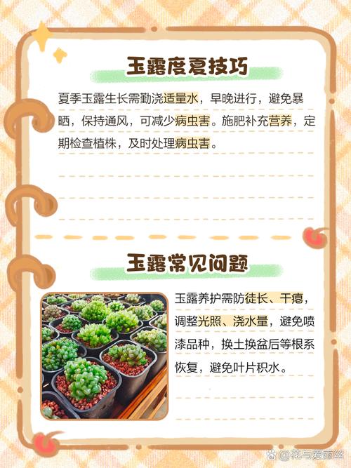 玉露病态?养护透亮的关键是什么?-第2张图片-吾爱花网 玉露病态?养护透亮的关键是什么?-第2张图片-吾爱花网