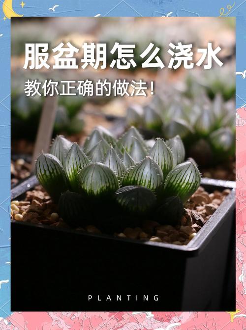 玉露病态?养护透亮的关键是什么?-第3张图片-吾爱花网 玉露病态?养护透亮的关键是什么?-第3张图片-吾爱花网