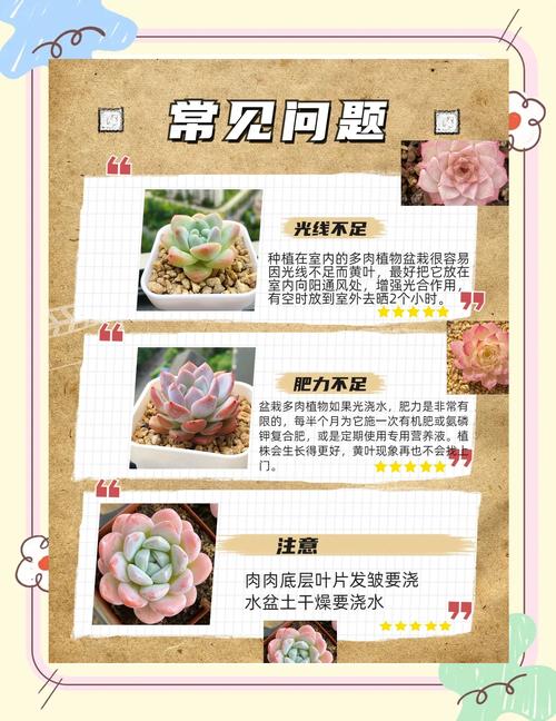 多肉能施肥吗?-第2张图片-吾爱花网 多肉能施肥吗?-第2张图片-吾爱花网