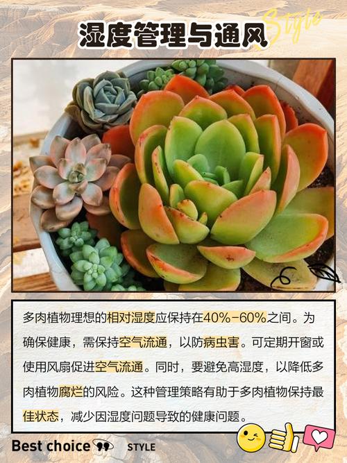 多肉能施肥吗?-第3张图片-吾爱花网 多肉能施肥吗?-第3张图片-吾爱花网