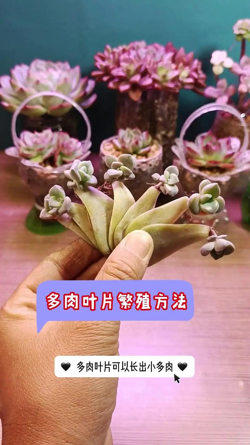 多肉叶子发软怎么办?-第1张图片-吾爱花网 多肉叶子发软怎么办?-第1张图片-吾爱花网