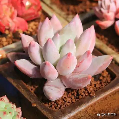 多肉叶子发软怎么办?-第3张图片-吾爱花网 多肉叶子发软怎么办?-第3张图片-吾爱花网