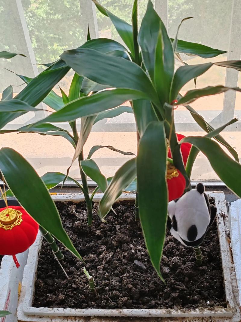 土养富贵竹能直接转水培吗?-第3张图片-吾爱花网 土养富贵竹能直接转水培吗?-第3张图片-吾爱花网