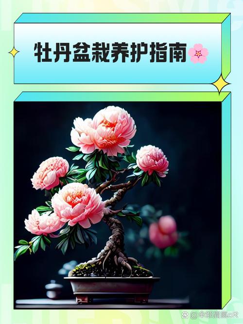 盆栽牡丹怎么养才开花?-第1张图片-吾爱花网 盆栽牡丹怎么养才开花?-第1张图片-吾爱花网