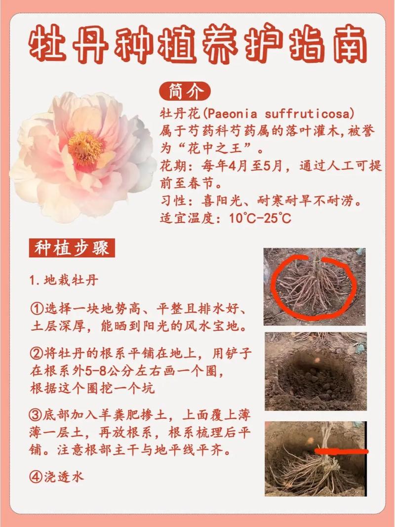 盆栽牡丹怎么养才开花?-第2张图片-吾爱花网 盆栽牡丹怎么养才开花?-第2张图片-吾爱花网
