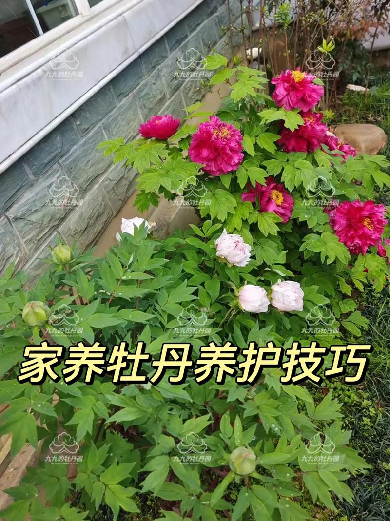 盆栽牡丹怎么养才开花?-第3张图片-吾爱花网 盆栽牡丹怎么养才开花?-第3张图片-吾爱花网