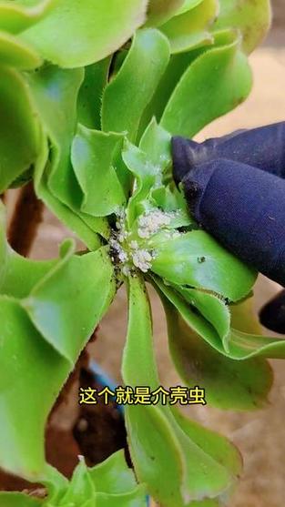 多肉叶内虫害如何识别与处理?-第1张图片-吾爱花网 多肉叶内虫害如何识别与处理?-第1张图片-吾爱花网