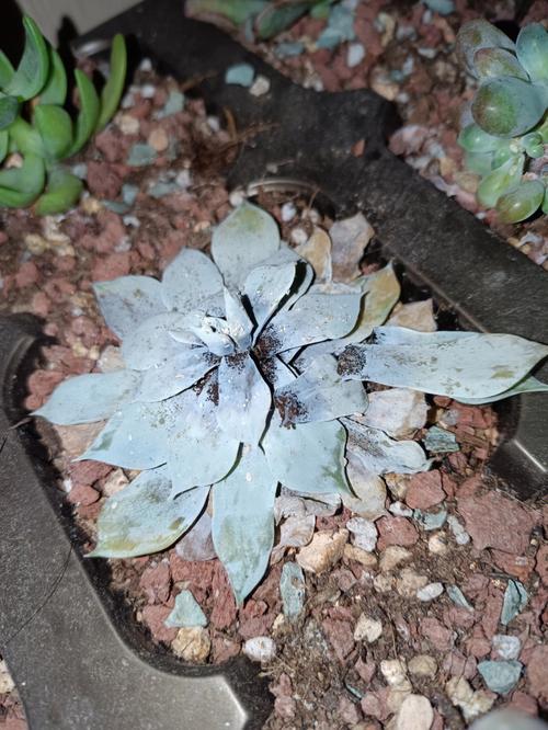 多肉叶内虫害如何识别与处理?-第3张图片-吾爱花网 多肉叶内虫害如何识别与处理?-第3张图片-吾爱花网