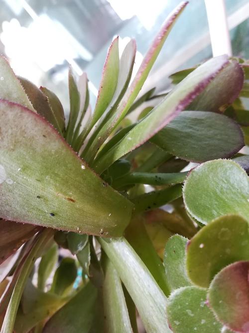 多肉叶内虫害如何识别与处理?-第2张图片-吾爱花网 多肉叶内虫害如何识别与处理?-第2张图片-吾爱花网