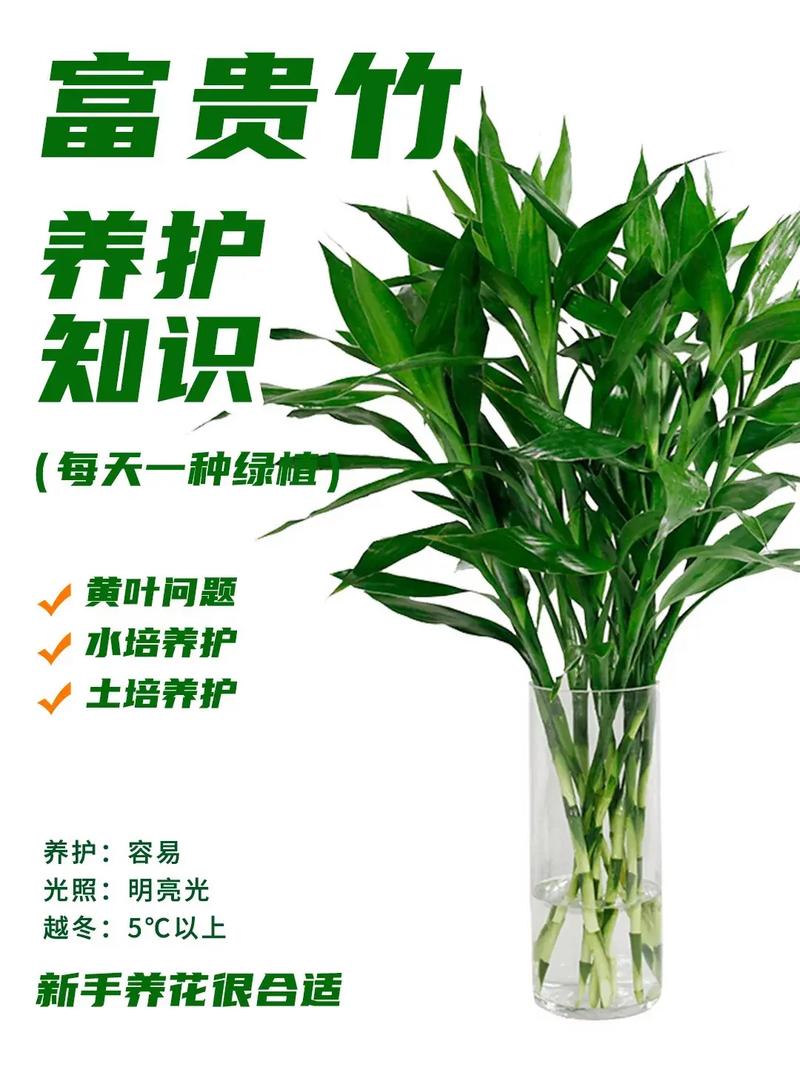 水培富贵竹总烂根?养护秘诀在哪?-第1张图片-吾爱花网 水培富贵竹总烂根?养护秘诀在哪?-第1张图片-吾爱花网