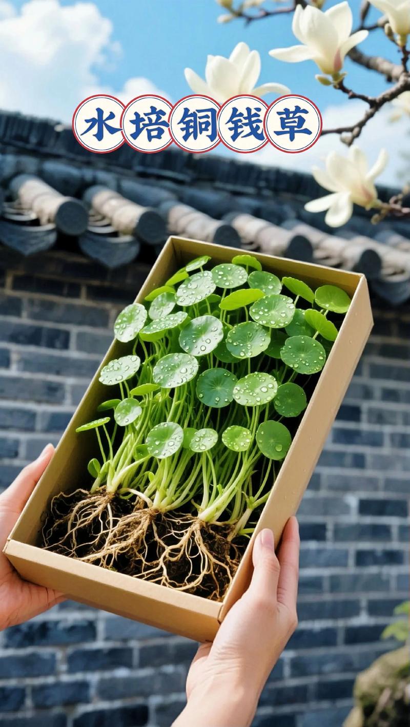 金钱草水培几滴营养液合适？-第2张图片-吾爱花网