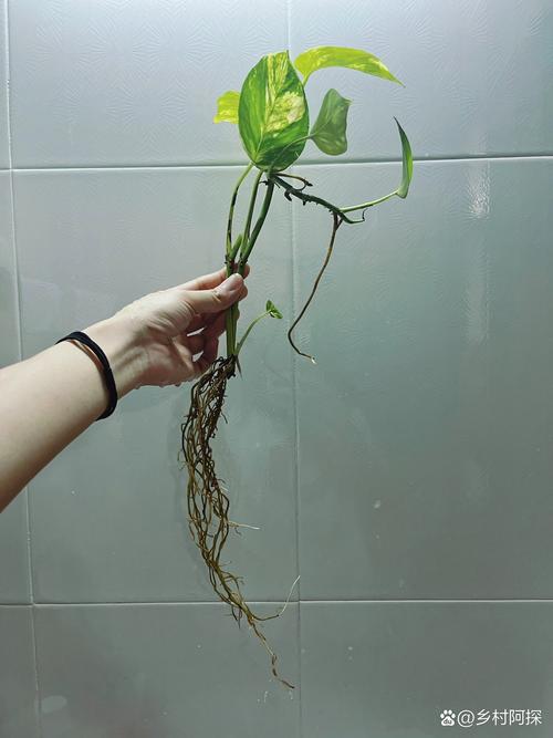 绿萝烂根水培还能活吗?-第1张图片-吾爱花网 绿萝烂根水培还能活吗?-第1张图片-吾爱花网