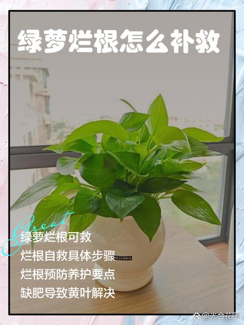 绿萝烂根水培还能活吗?-第2张图片-吾爱花网 绿萝烂根水培还能活吗?-第2张图片-吾爱花网