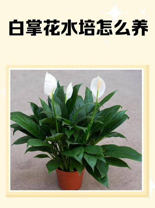 水培白掌叶子发黄不绿怎么办?-第2张图片-吾爱花网 水培白掌叶子发黄不绿怎么办?-第2张图片-吾爱花网