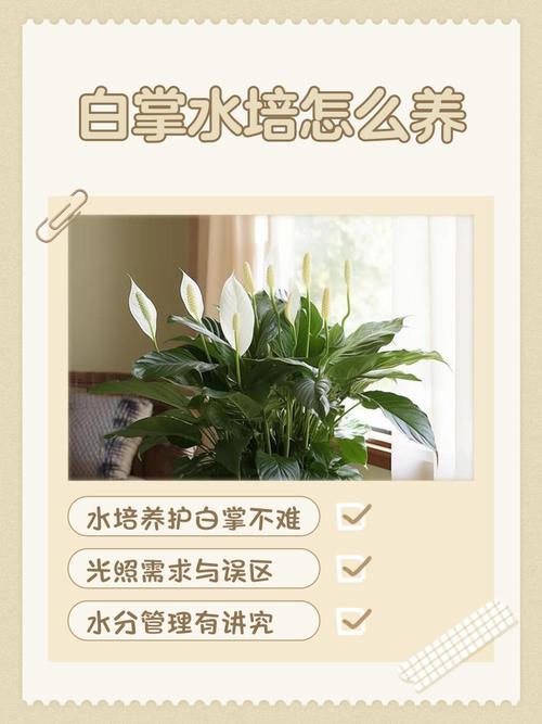 水培白掌叶子发黄不绿怎么办?-第1张图片-吾爱花网 水培白掌叶子发黄不绿怎么办?-第1张图片-吾爱花网