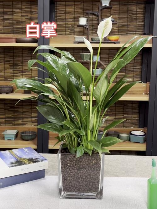 水培白掌叶子发黄不绿怎么办?-第3张图片-吾爱花网 水培白掌叶子发黄不绿怎么办?-第3张图片-吾爱花网