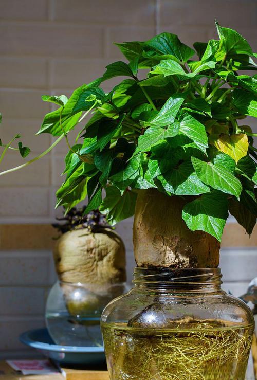 发财树泡根后水培要晾多久？-第2张图片-吾爱花网