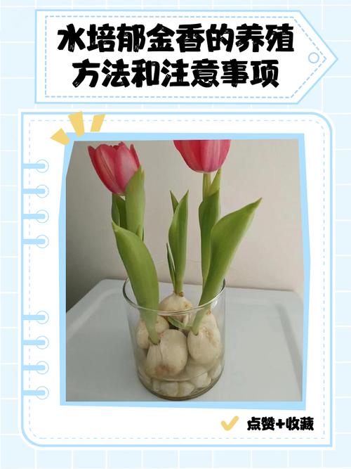 水培郁金香如何延长瓶插寿命?-第1张图片-吾爱花网 水培郁金香如何延长瓶插寿命?-第1张图片-吾爱花网