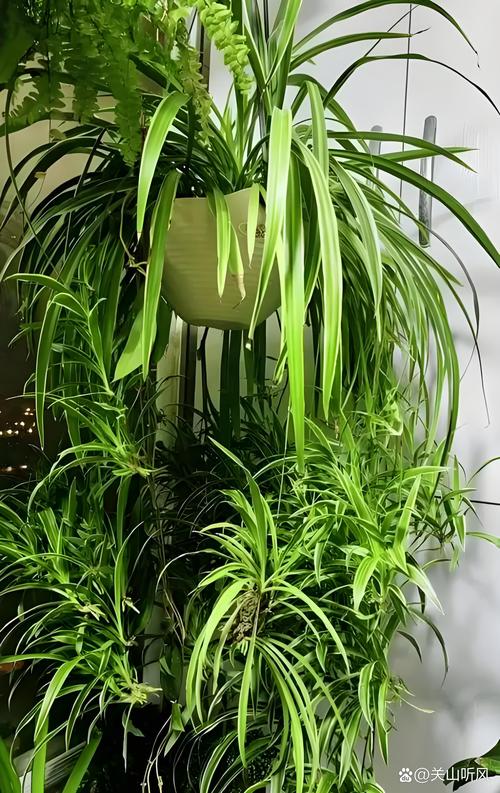 吊兰室内盆栽怎么养才好看？-第2张图片-吾爱花网
