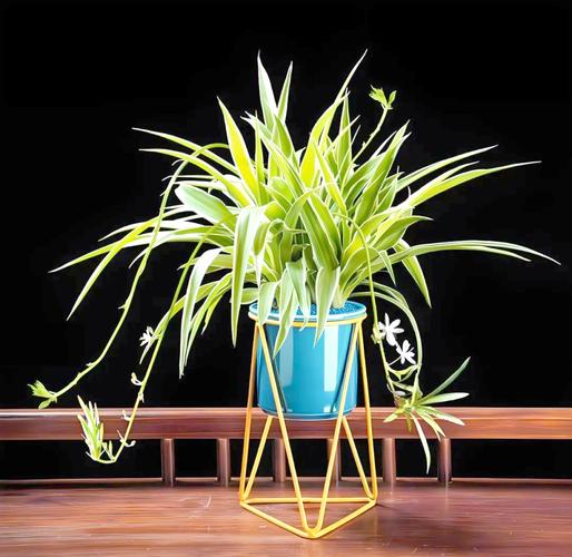 吊兰室内盆栽怎么养才好看？-第3张图片-吾爱花网