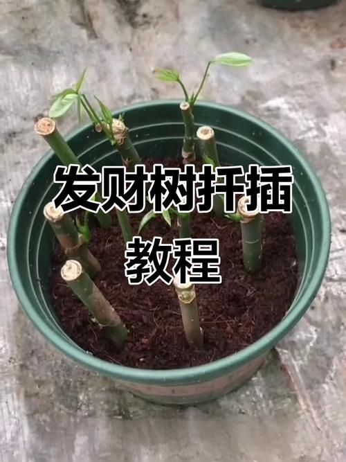 水培发财树转土培怎么活?-第2张图片-吾爱花网 水培发财树转土培怎么活?-第2张图片-吾爱花网