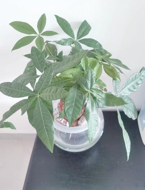 水培发财树转土培怎么活?-第1张图片-吾爱花网 水培发财树转土培怎么活?-第1张图片-吾爱花网