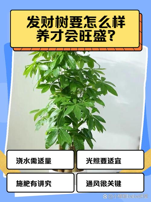 水培发财树转土培怎么活?-第3张图片-吾爱花网 水培发财树转土培怎么活?-第3张图片-吾爱花网