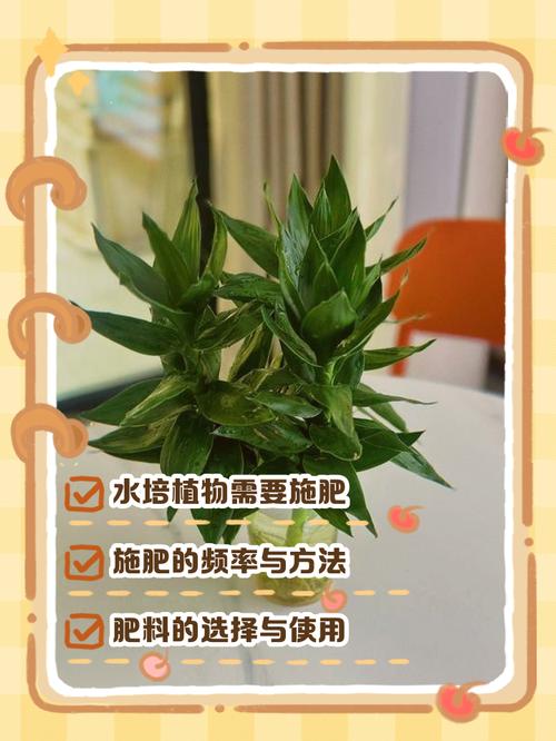 自己怎么做水培植物肥?简单配方有哪些?-第2张图片-吾爱花网 自己怎么做水培植物肥?简单配方有哪些?-第2张图片-吾爱花网