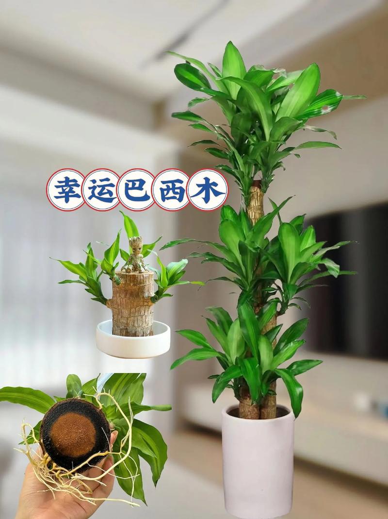 巴西木水培怎么养才好？-第1张图片-吾爱花网