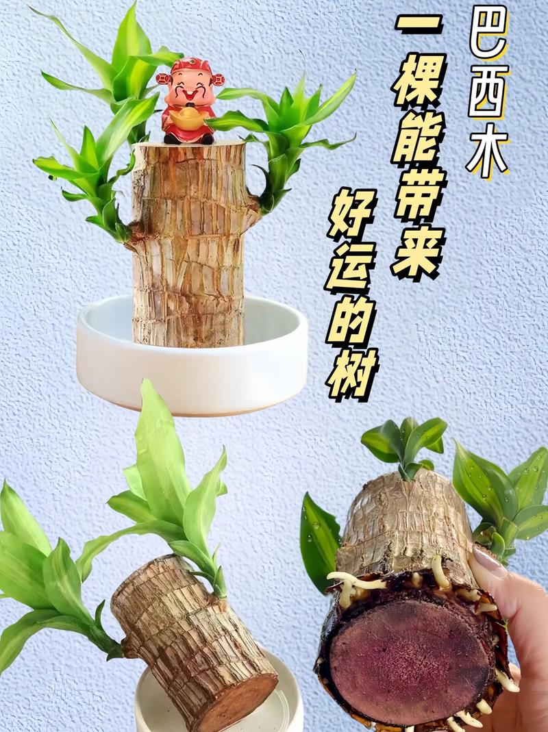 巴西木水培怎么养才好?-第3张图片-吾爱花网 巴西木水培怎么养才好?-第3张图片-吾爱花网