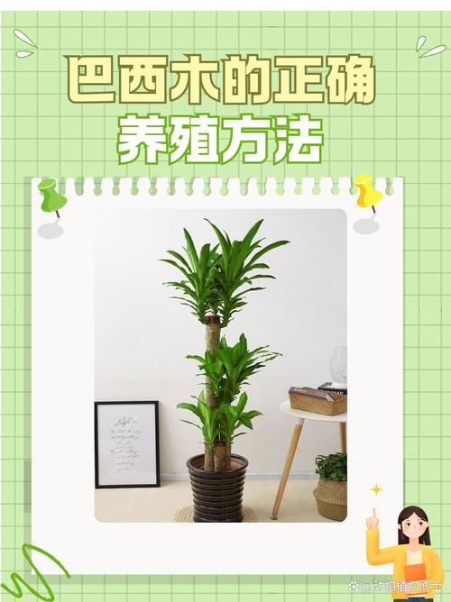 巴西木水培怎么养才好?-第2张图片-吾爱花网 巴西木水培怎么养才好?-第2张图片-吾爱花网