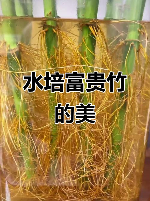 富贵竹根为何往长上面？-第2张图片-吾爱花网