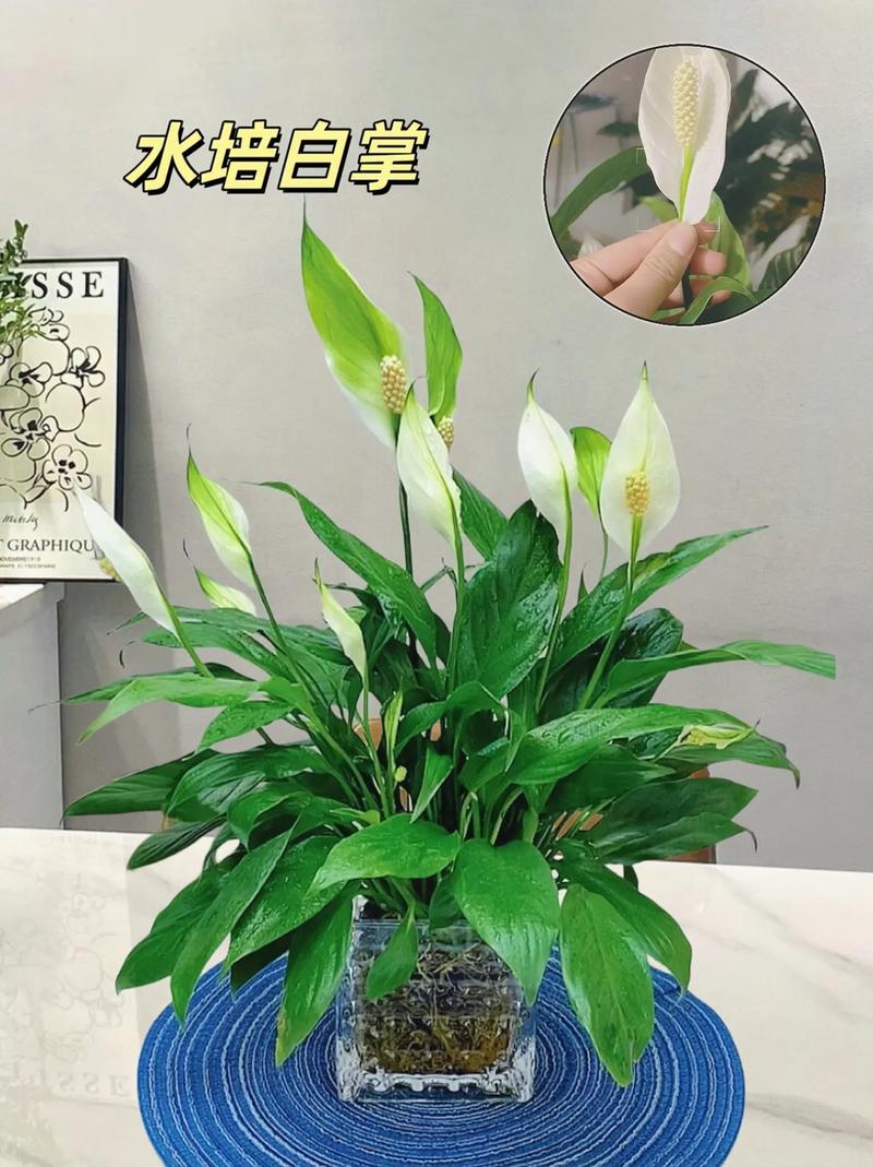 刚买白掌水培怎么养护?-第2张图片-吾爱花网 刚买白掌水培怎么养护?-第2张图片-吾爱花网